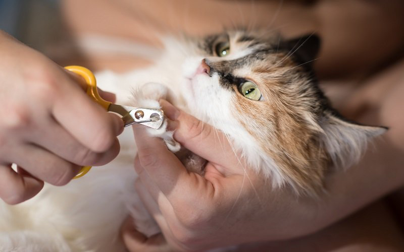 Tierpflege Werkzeuge für Hunde und Katzen